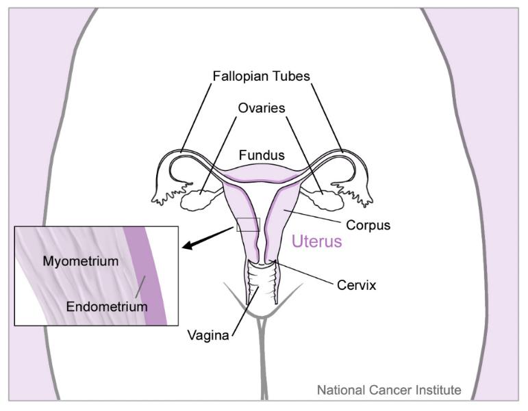 Uterus and nearby organs Wikimedia commons